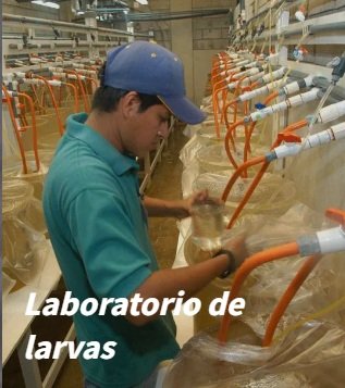 Laboratorio de larvas
