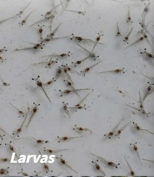 Larvas