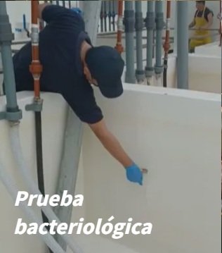 Prueba bacteriológica