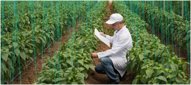 Invernaderos Y Horticultura