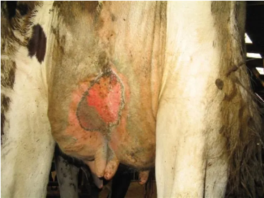 Medicina Veterinarias