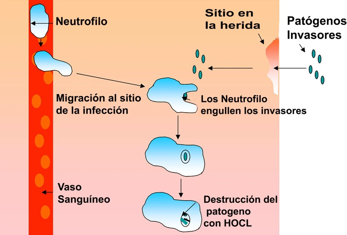 Diagrama de Neutrófilos y Fagocitosis
