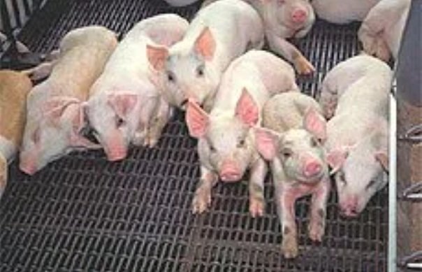 Lechones en la granja